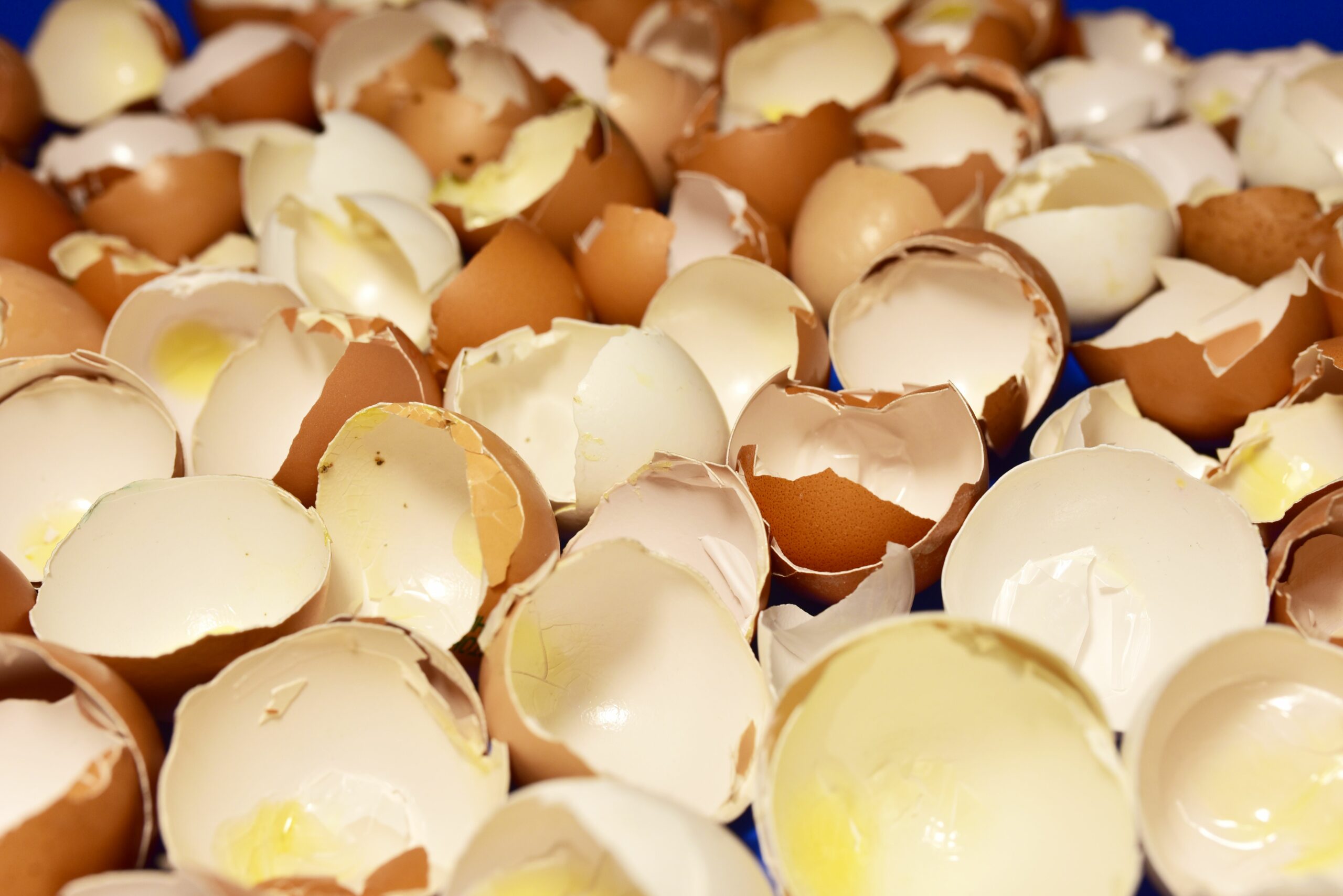 Egg Shells