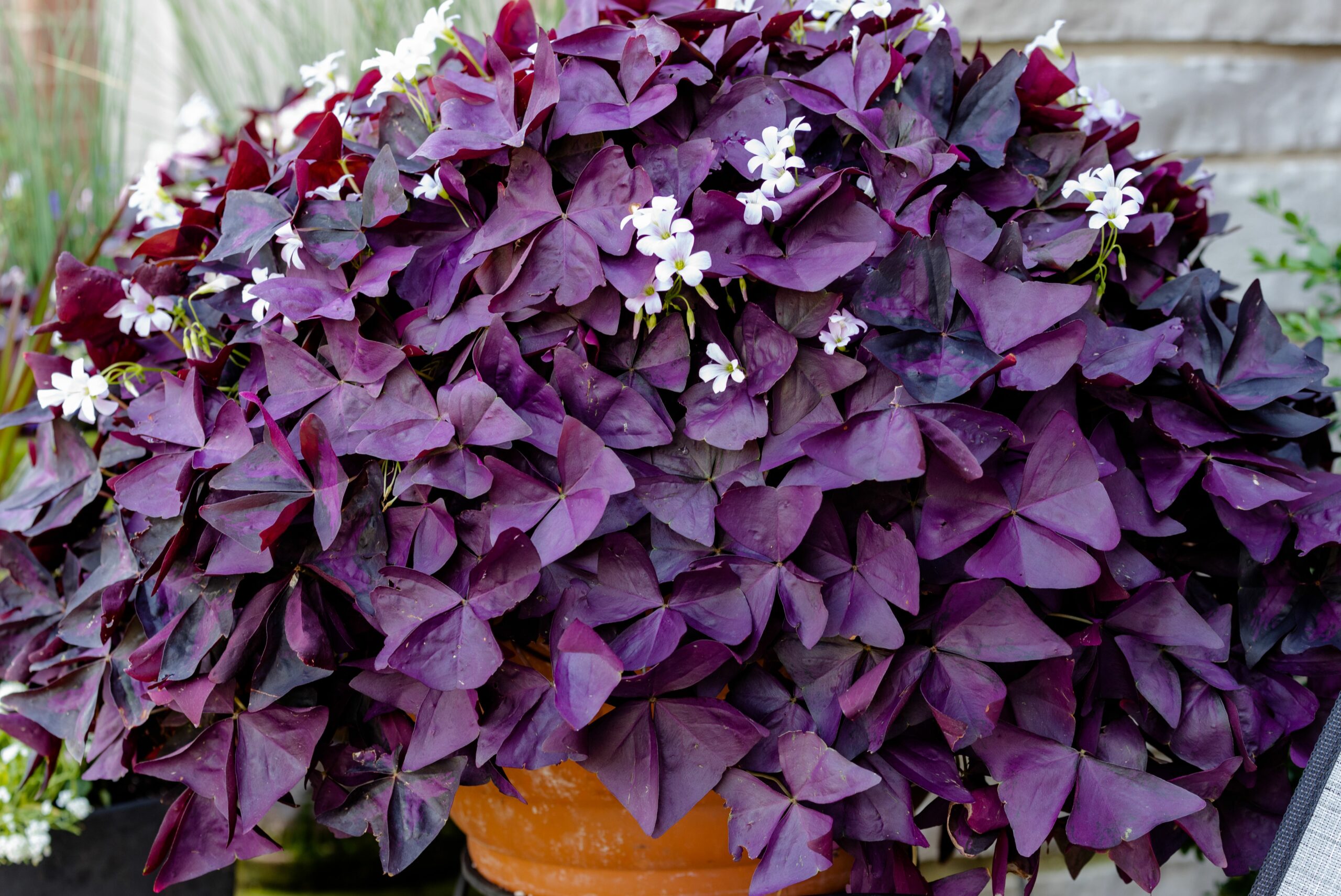 Oxalis Triangularis Drooping