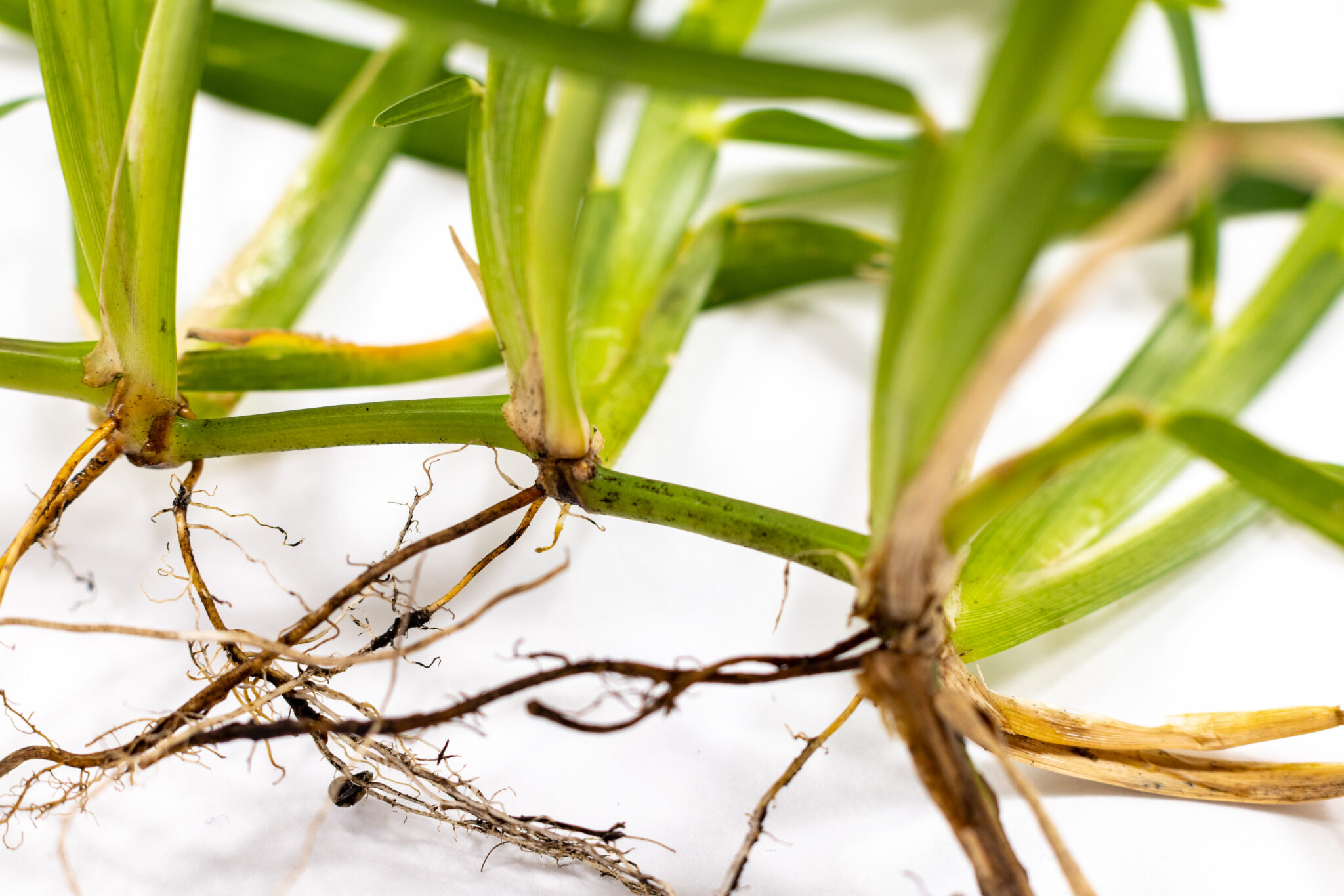 Six Ways To Make Your St Augustine Grass Plugs Grow Stronger And Faster