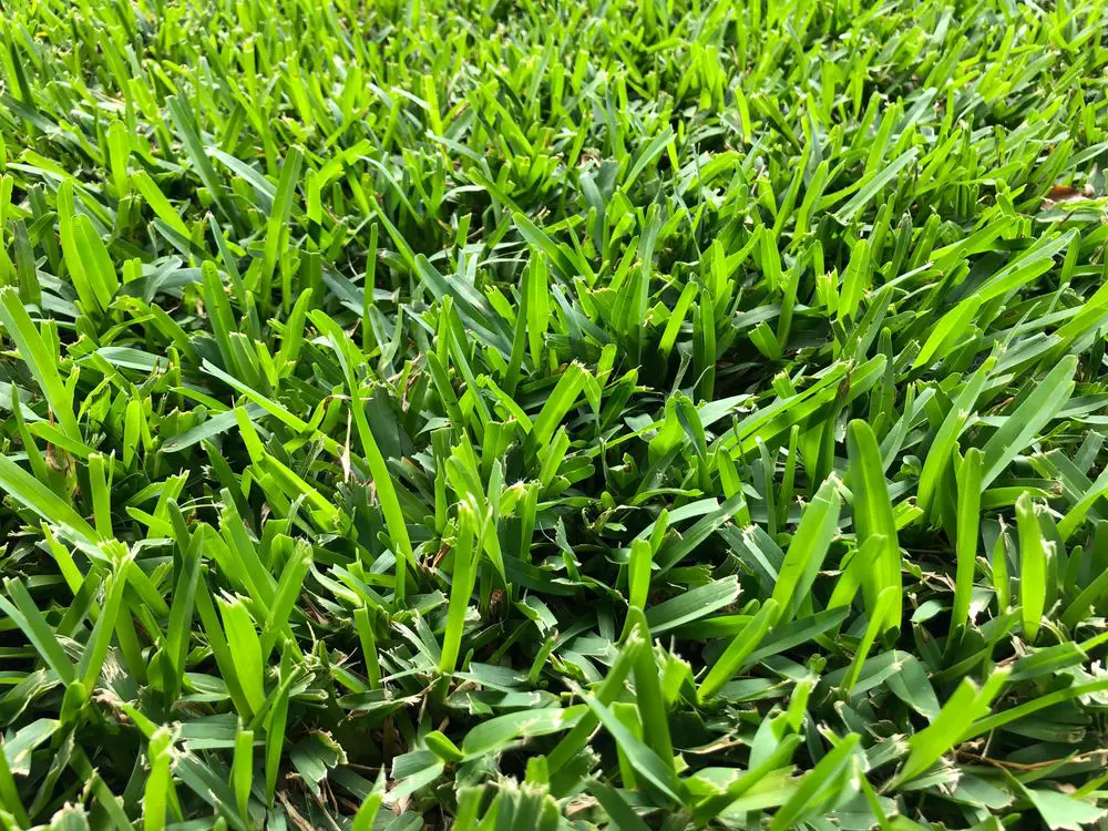 St Augustine Grass