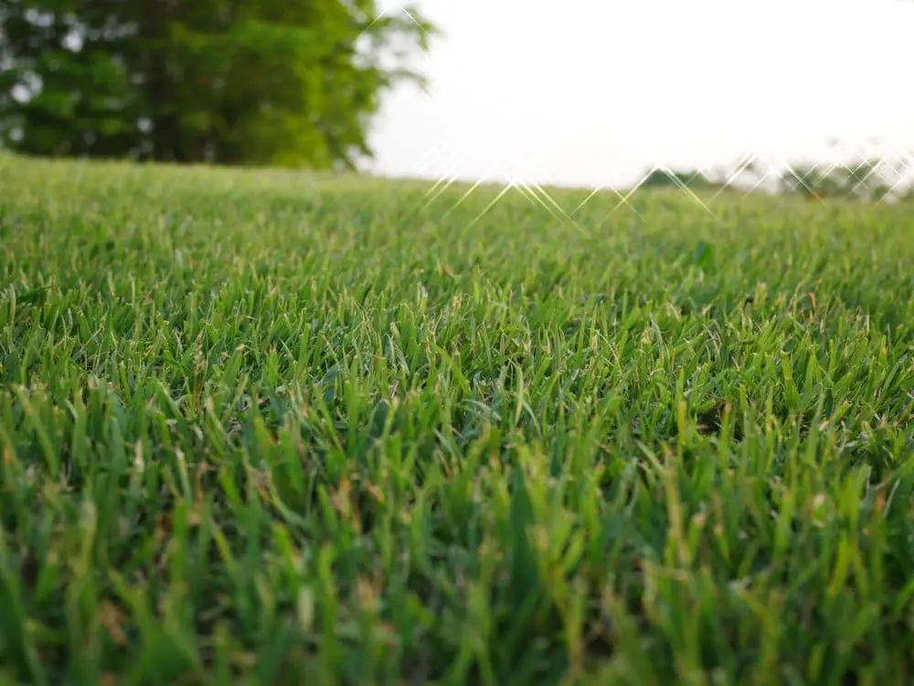 best weed killer for bermuda grass