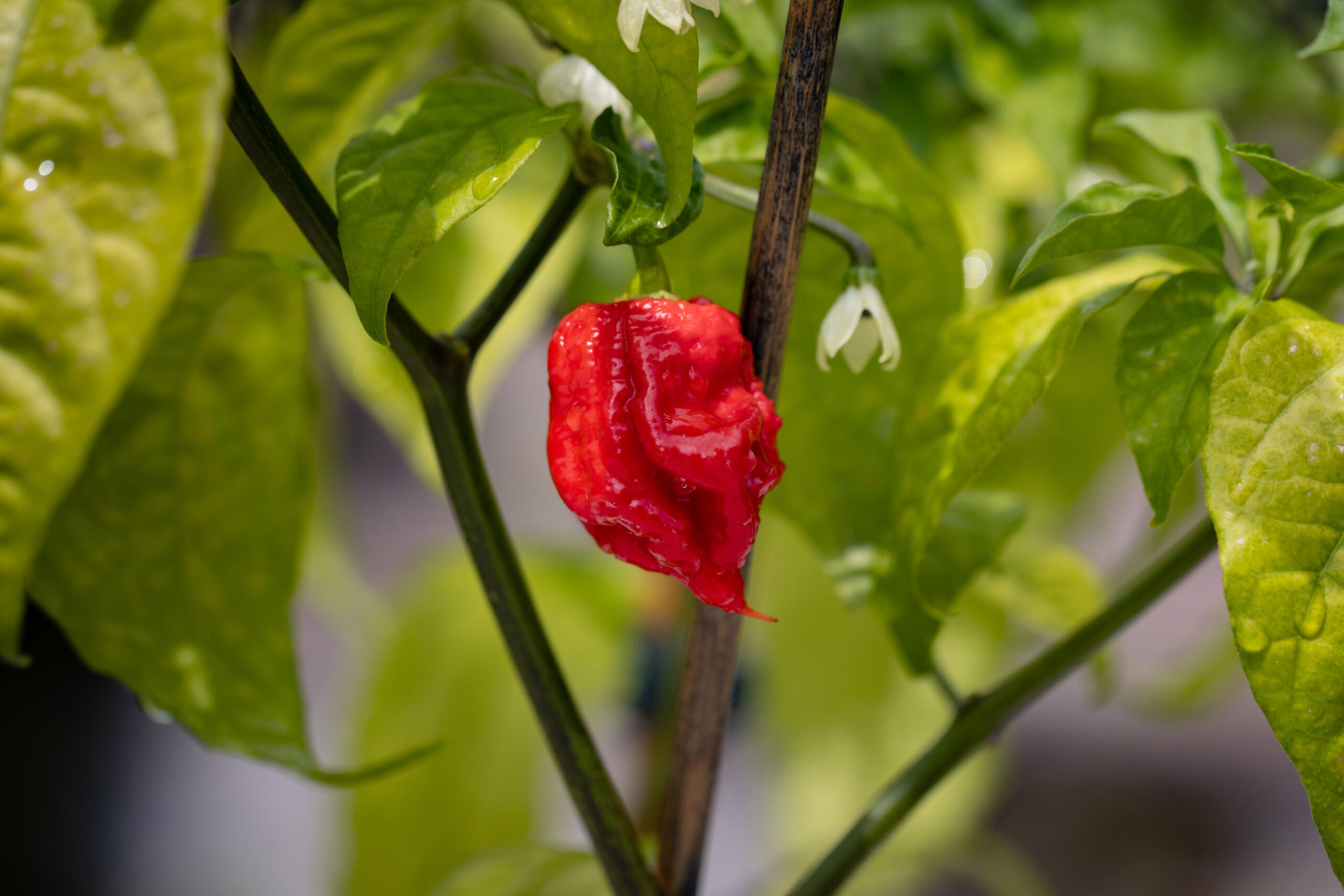 Carolina Reaper - Apollo Peppers – Sizzling Hot & Amazing!