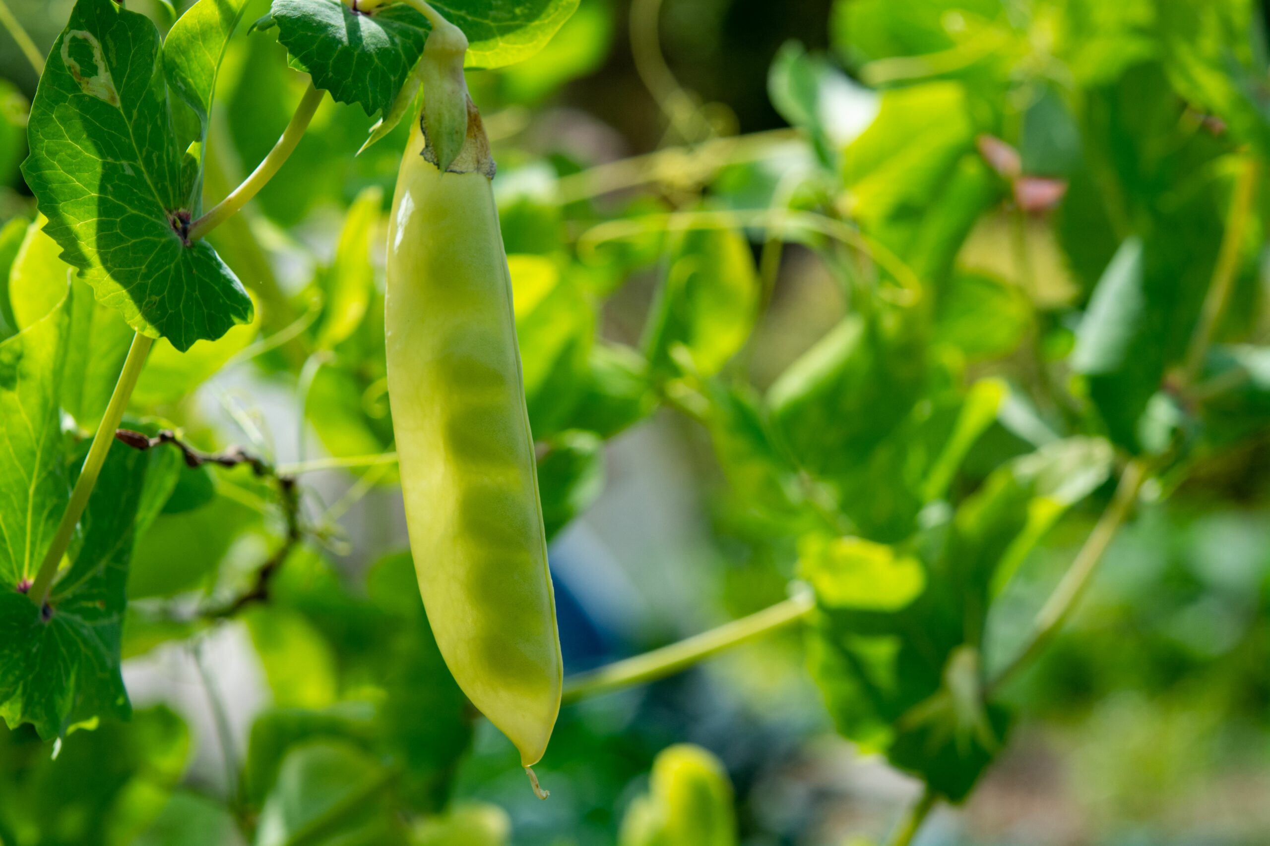 English garden peas plant