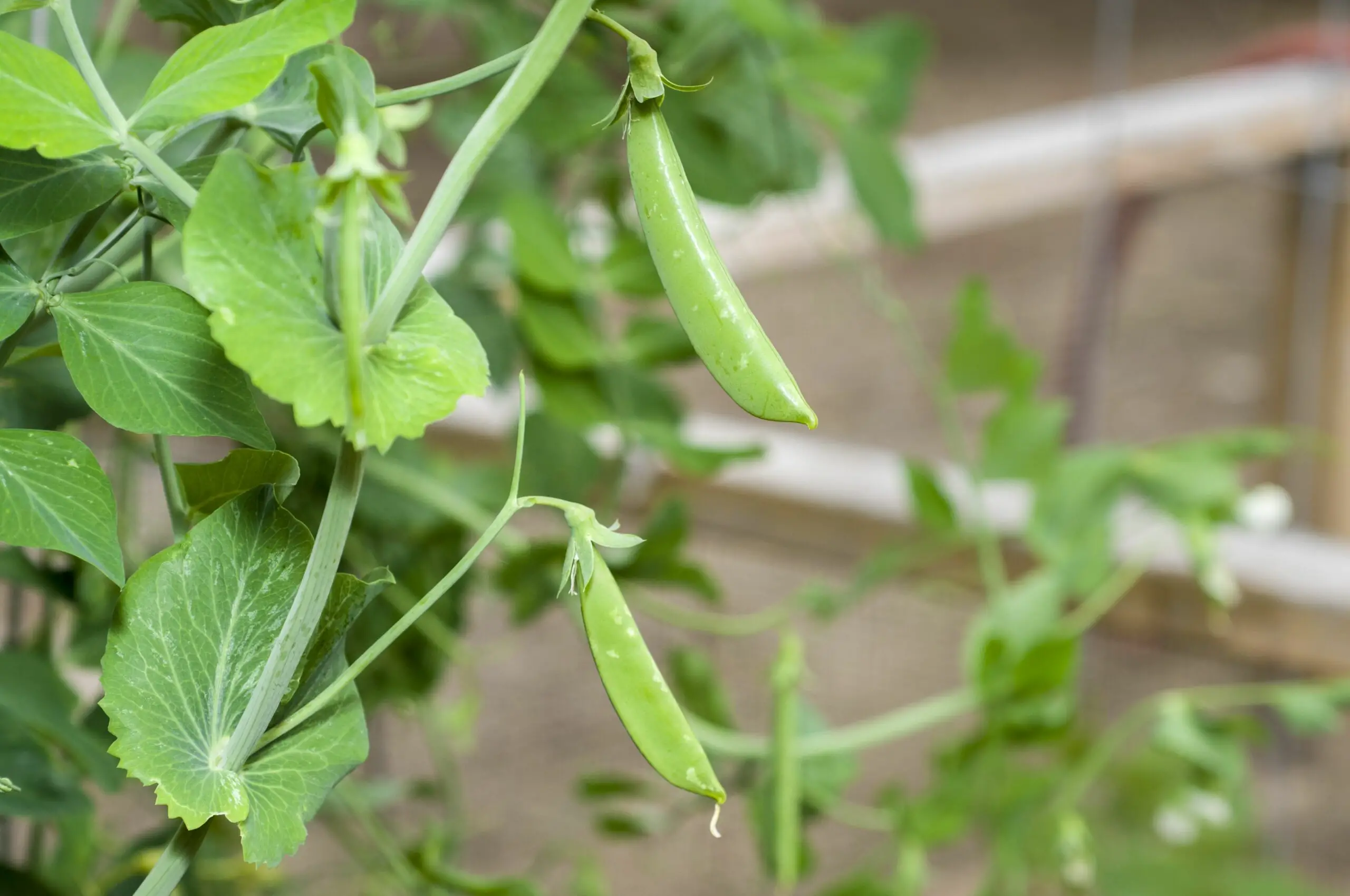 Sugar Snap Peas - 11 Best Companion Plants for Spinach - Green Garden Tribe