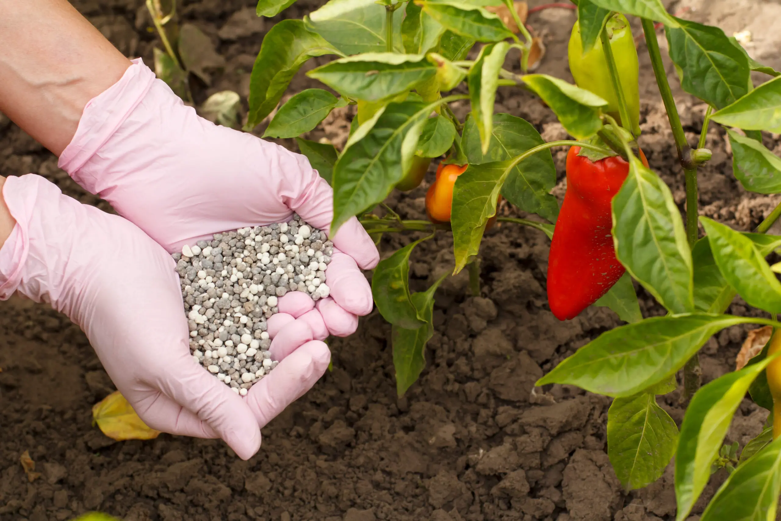 chemical fertilizer for bell pepper bushes