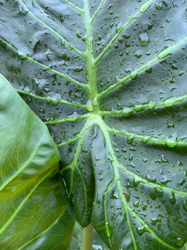 Alocasia Regal Shield Leaf