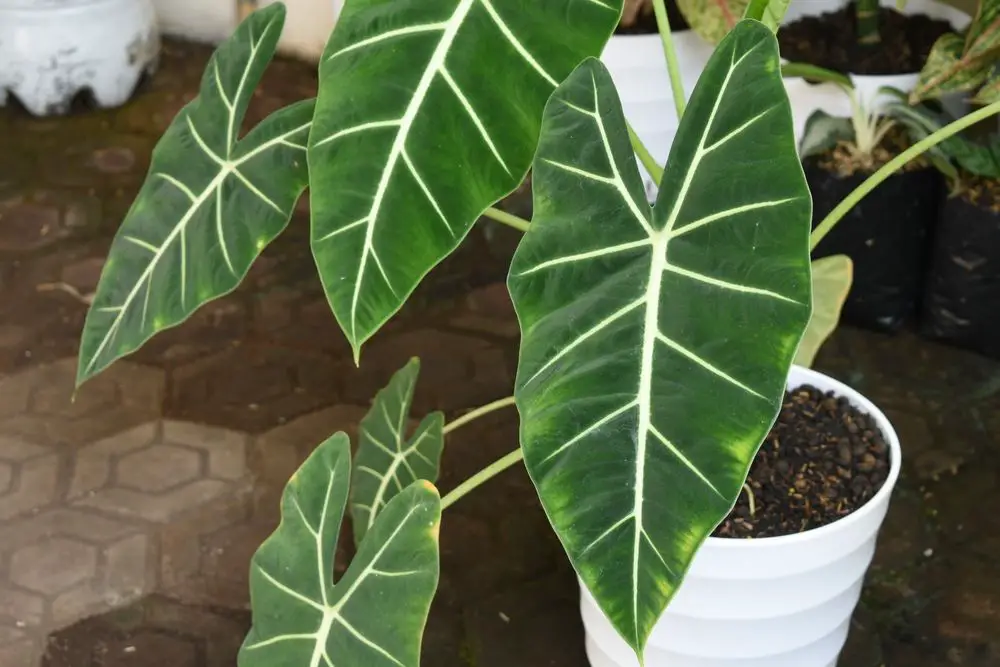 Alocasia Regal Shield or Alocasia Elephant Ear Plant in a Pot