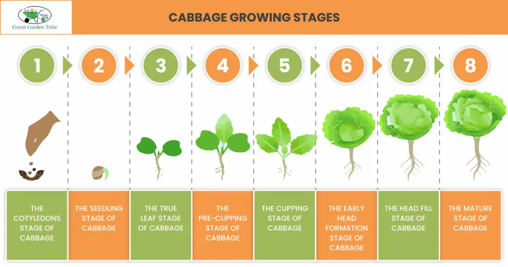 Cabbage Growing Stages (8 Easy Stages) Green Garden Tribe