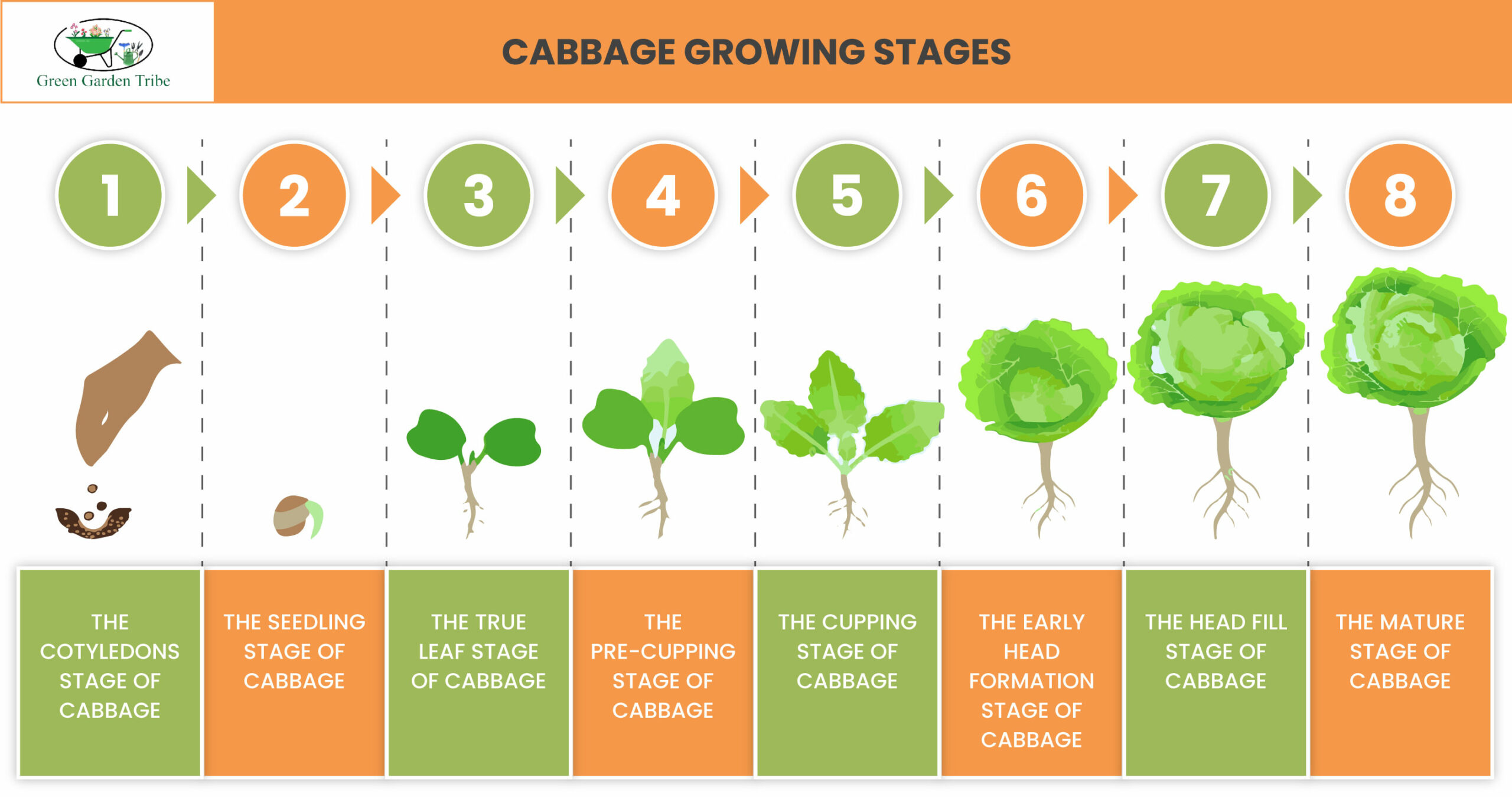 Cabbage Growing Stages Infographic 