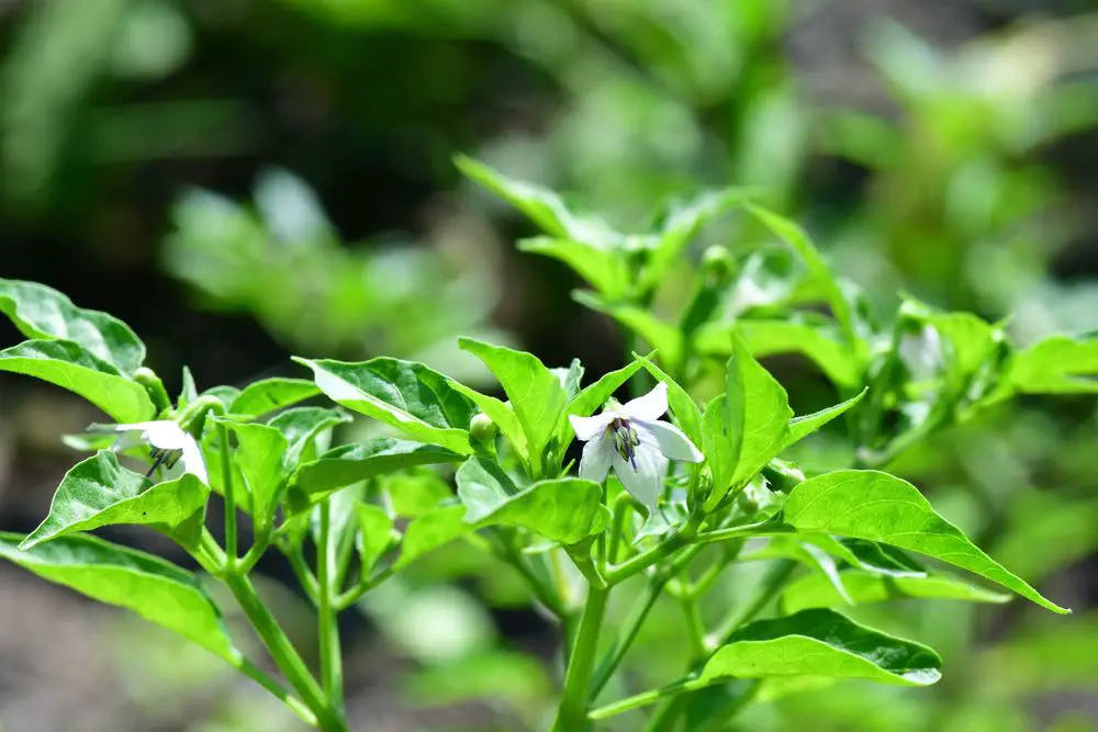 Capsicum annuum (Cayenne pepper) Flower