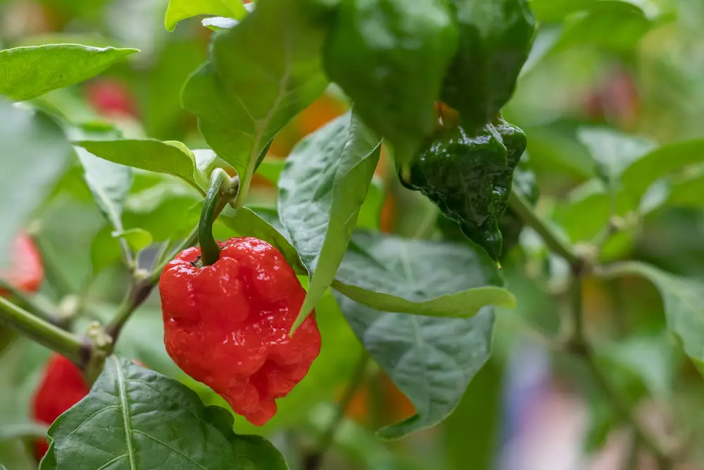 Capsicum chinense dorset naga chili peppers