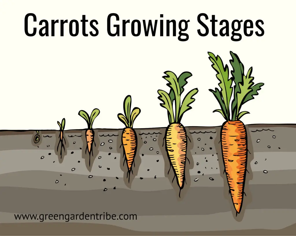 Carrots Growing Stages 