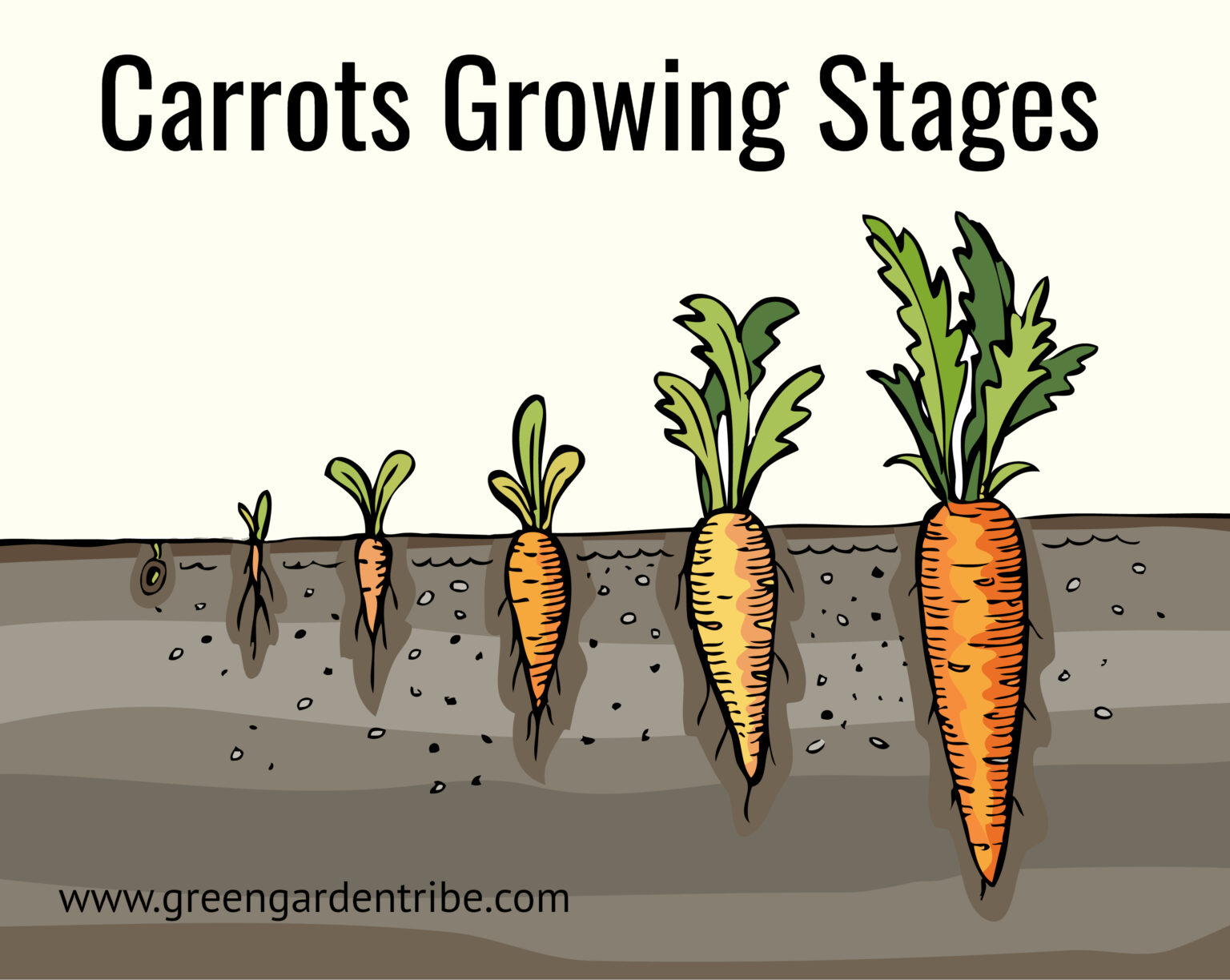 Carrots Growing Stages (Step by Step Guide) Green Garden Tribe