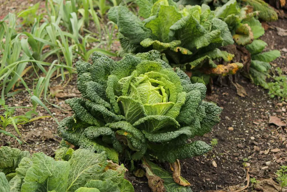 Close up of a beautiful green cabbage in a garden