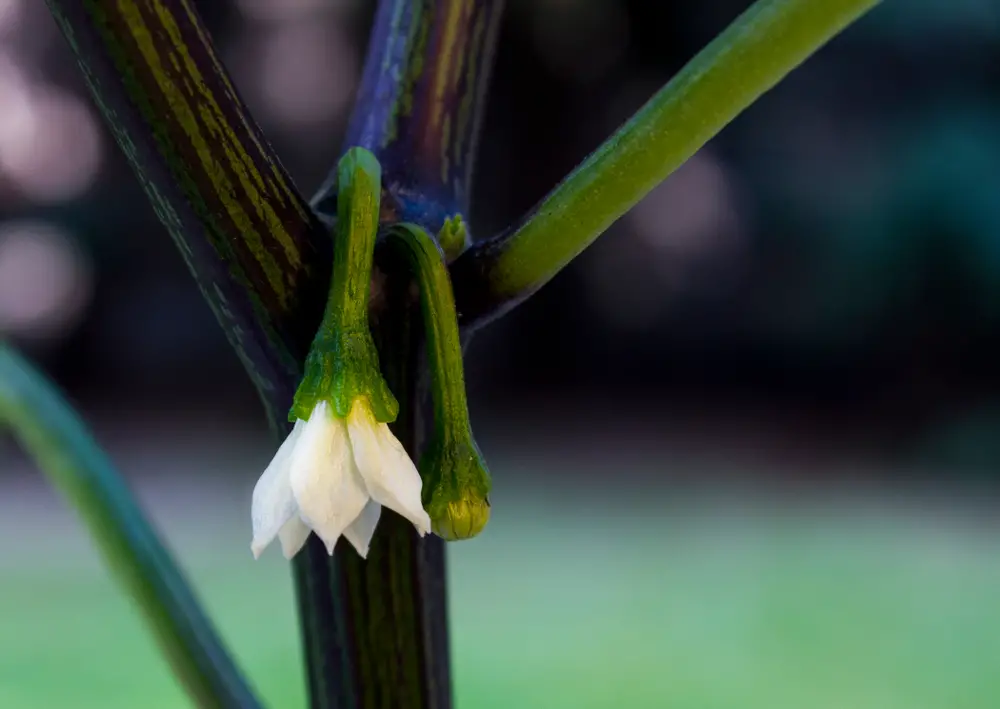 Close up photo of jalapeno pepper blooming and unopened flower. - Growing Jalapenos (Step by Step for Beginners) - Patricia Godwin