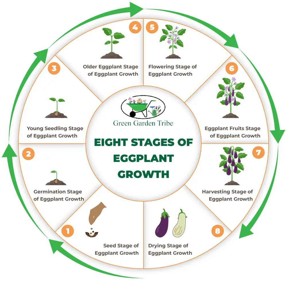 Eggplant Growing Phases Infographic