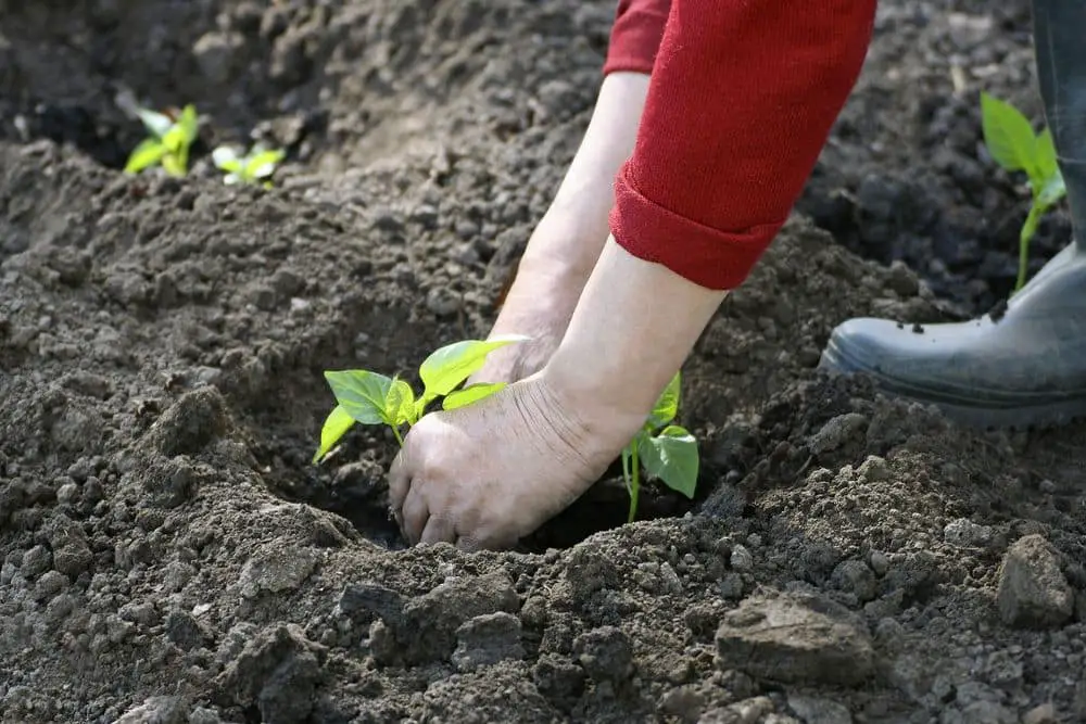 Eggplant Seedling