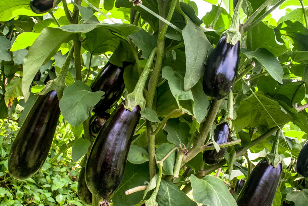 Eggplant in the garden. Fresh organic eggplant aubergine. Purple aubergine growing in the soil.