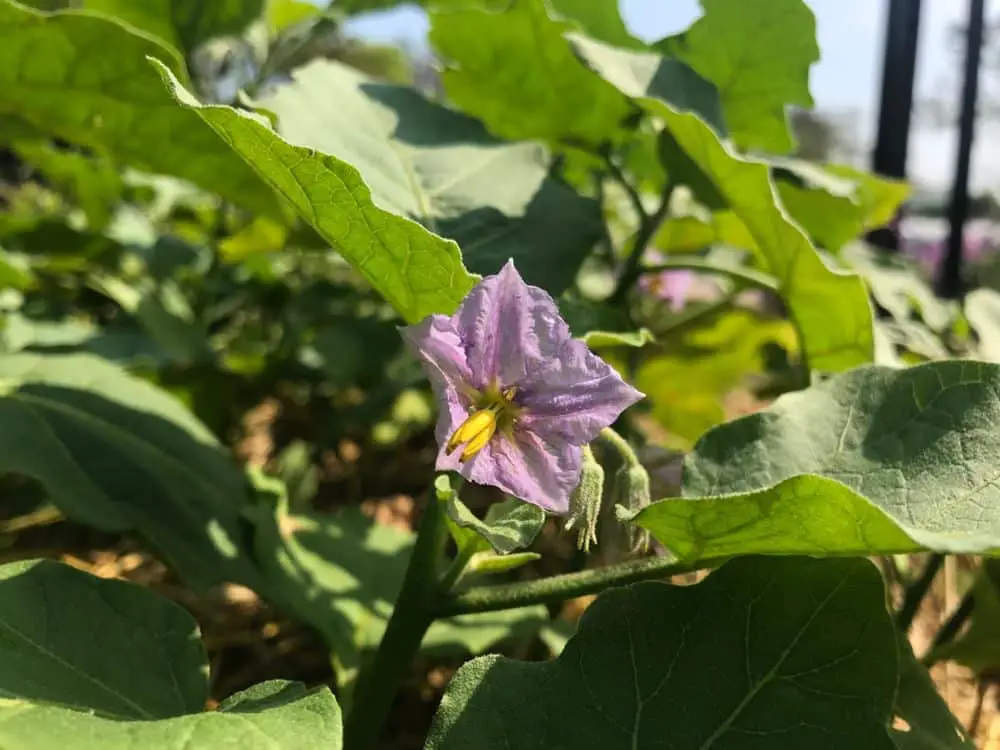 Flowering Stage of Eggplant