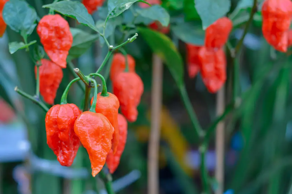 Ghost Pepper (Bhut Jolokia) 