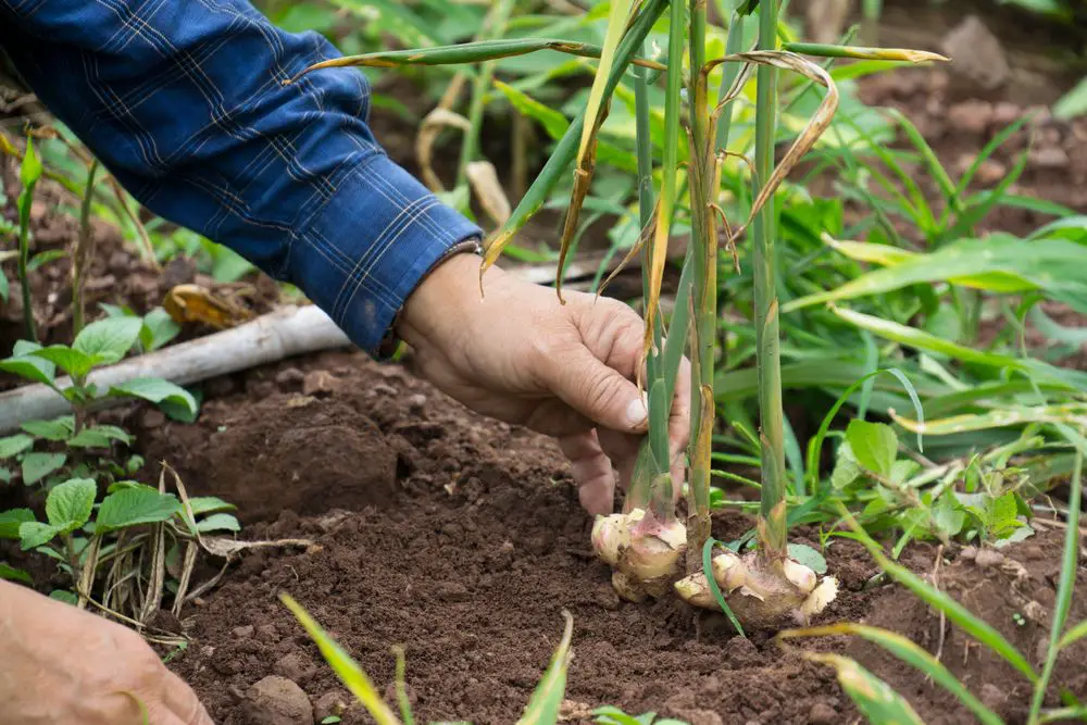 Ginger roots or Zingiber Officinale Rizoma harvested from organic field - Growing Ginger (Guide with Step by Step Instructions) - Patricia