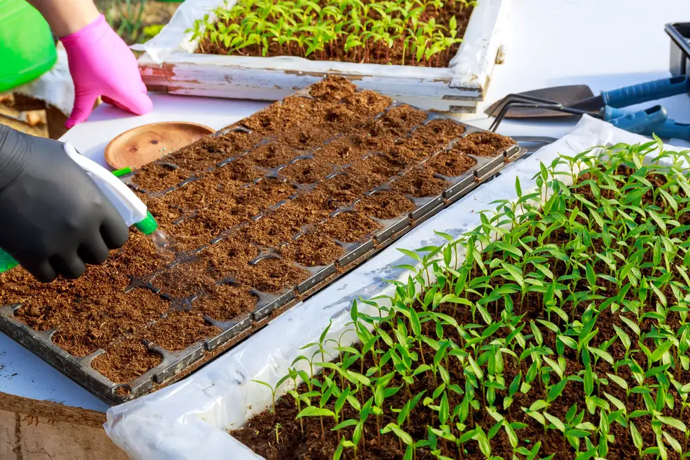 Girl spraying fertile soil before sowing pepper seeds in peat cells.
