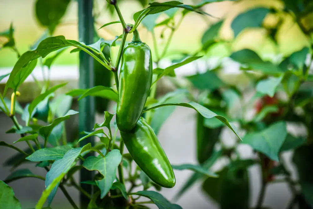 Green ripe jalapeno chili hot pepper on a plant. - Growing Jalapenos (Step by Step for Beginners) - Patricia Godwin