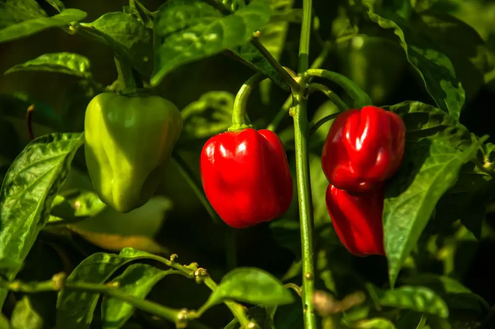 Habanero Pepper Plant