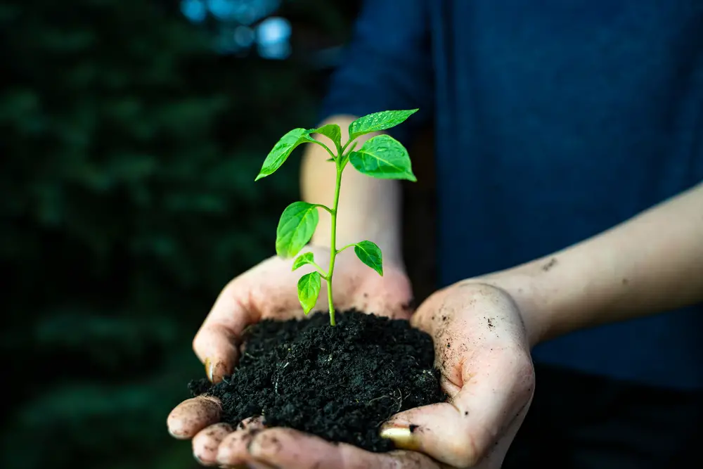 Jalapeno (Capsicum annum) chili pepper plant in the hands of a woman. Young plant with dark soil. Side view. -  Growing Jalapenos (Step by Step for Beginners) - Patricia Godwin