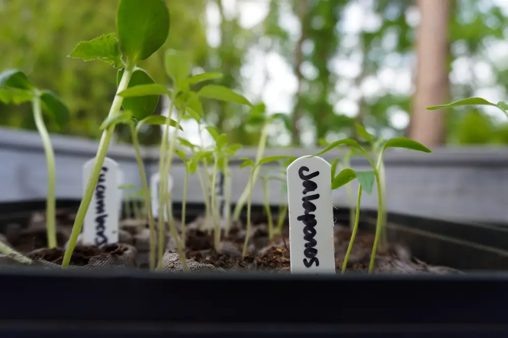 Jalapeno Seedlings - Jalapeno Growing Stages: From Seed To Harvest with Pictures! 