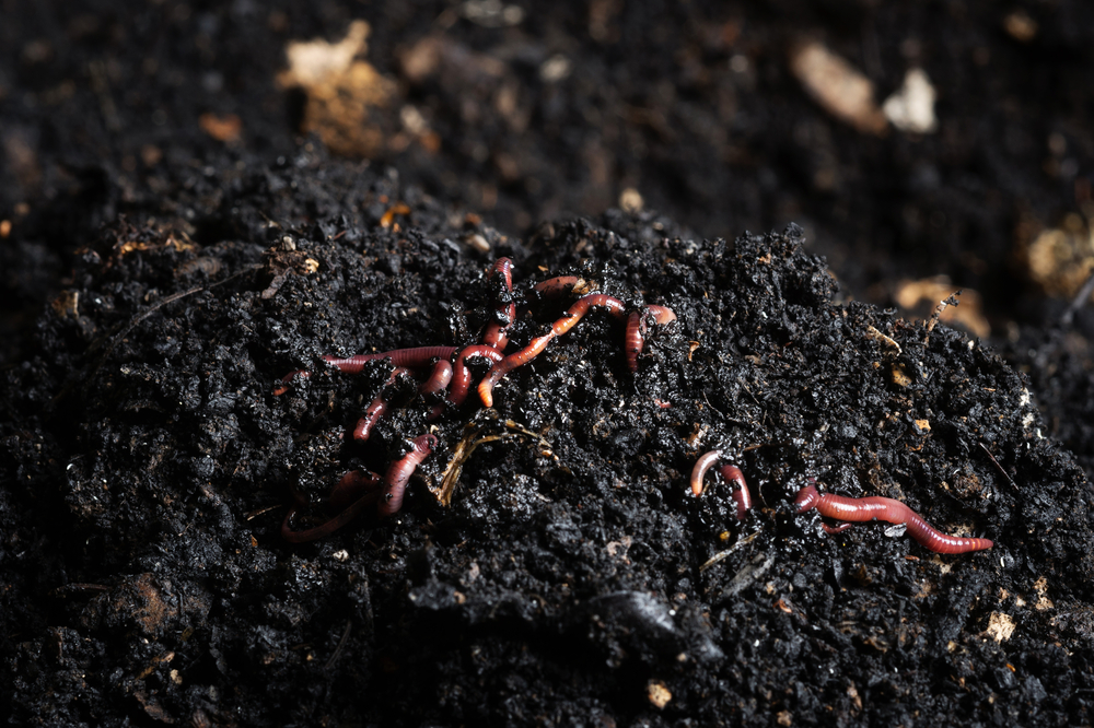 Making Vermiculture or Worm Compost