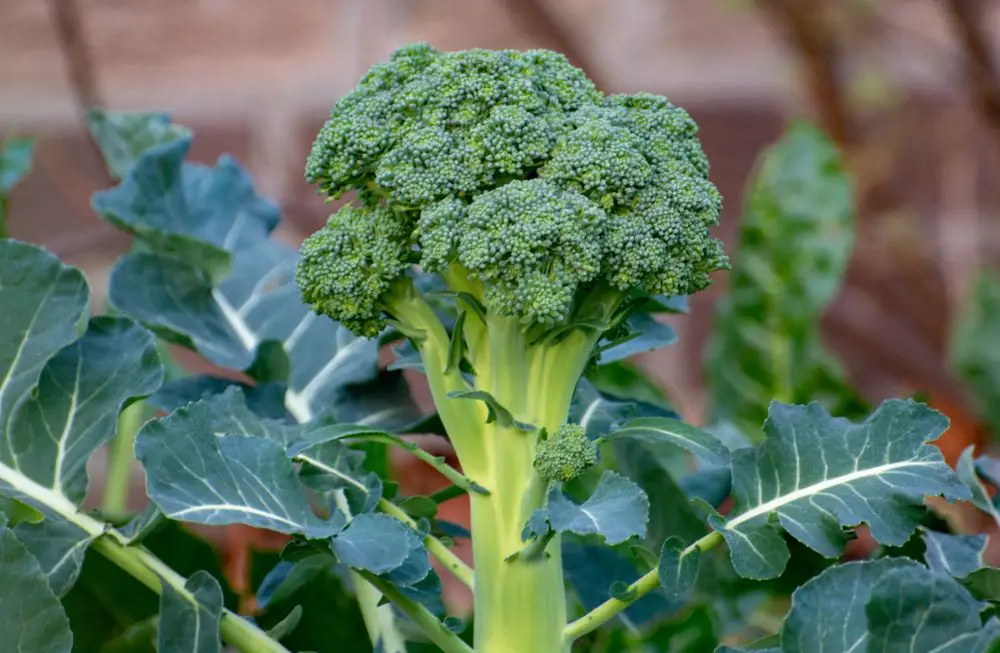 Ripe broccoli cabbage growing in garden ready to harvest
