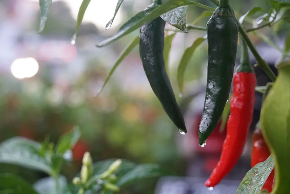 Serrano Peppers