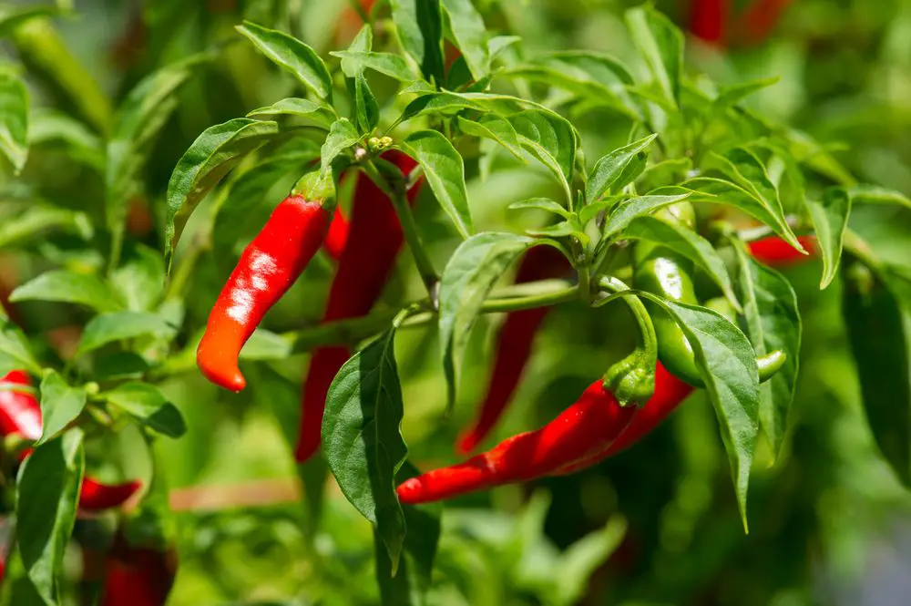 Small Cayenne Peppers Grown in a Box