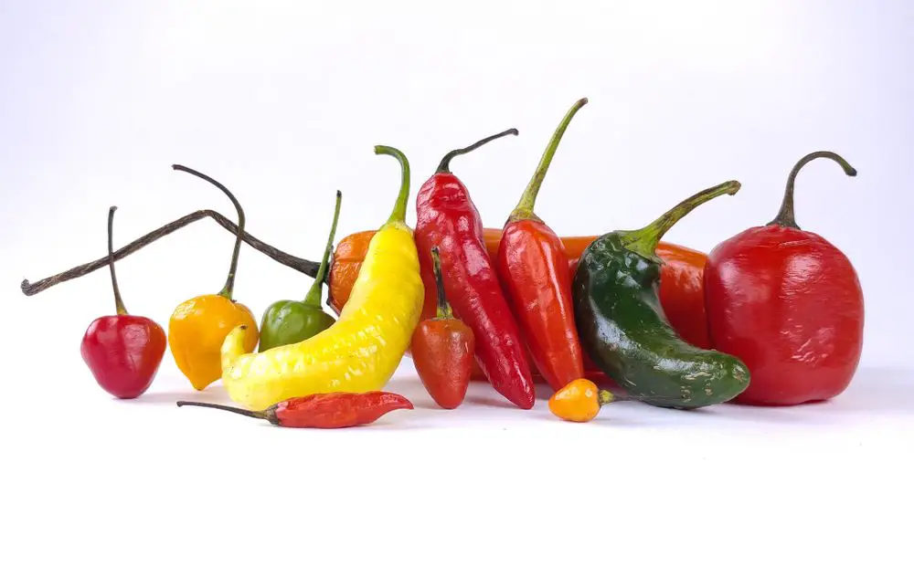Still life of different types of chili pepper on white background
