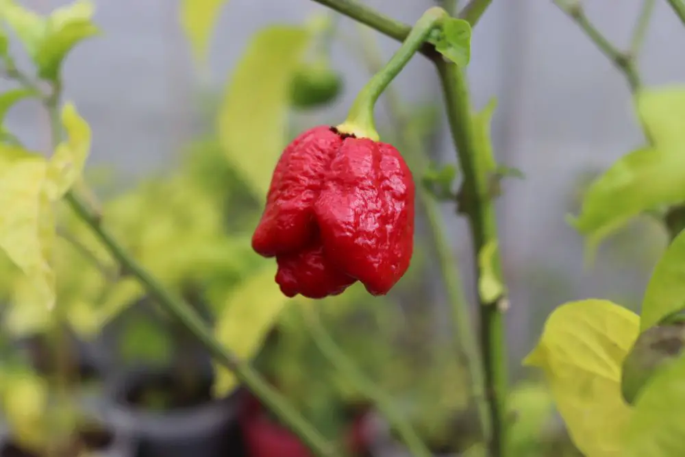 Trinidad Moruga Scorpion