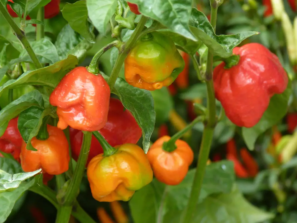 Trinidad Scorpion Butch T peppers growing on a bush