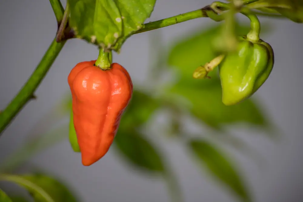 Unripe superhot 7 pot douglah chili pepper