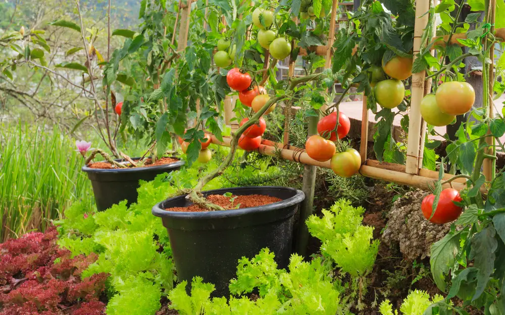 Vegetable Garden