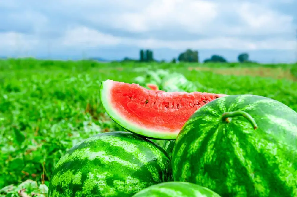 Watermelons on the melon field