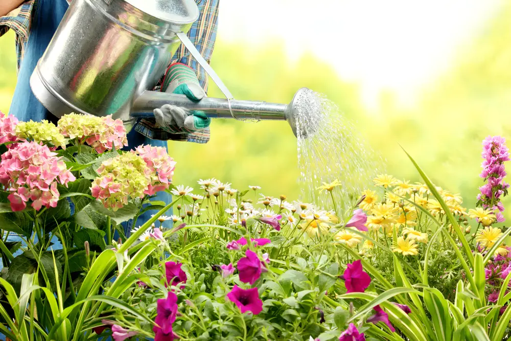 Women watering garden in sunlight