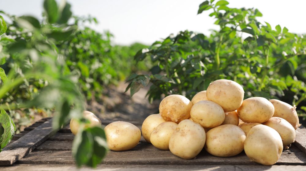 Wooden crate with raw young potatoes in field on summer day - 5 Best Potato Storage Containers: 2022 Buying Guide - Patricia