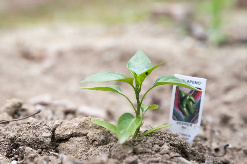 Young Jalapeno Pepper Plant - Jalapeno Growing Stages: From Seed To Harvest with Pictures! 