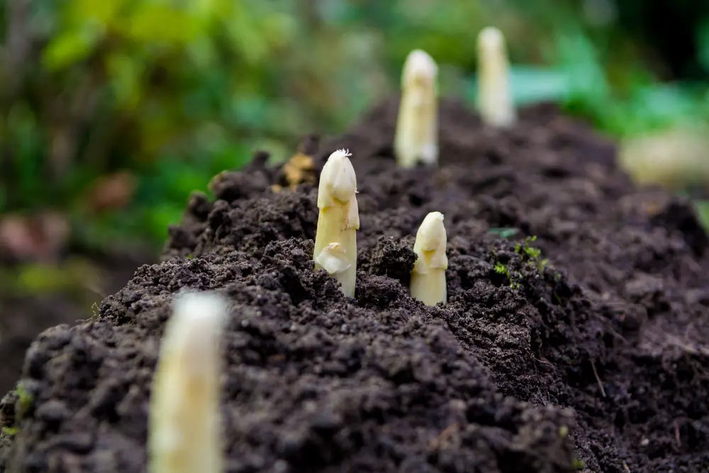 Young and fresh white asparagus - spring growth on cultivated fields