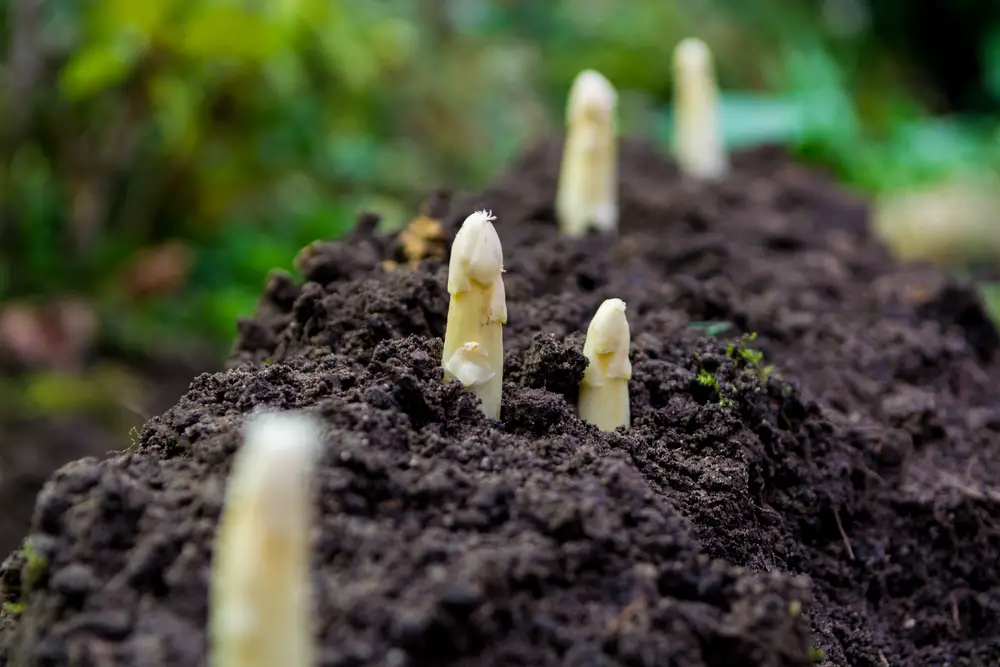 Young and fresh white asparagus - Growth and Care of Asparagus - With Asparagus Growth Cycle!