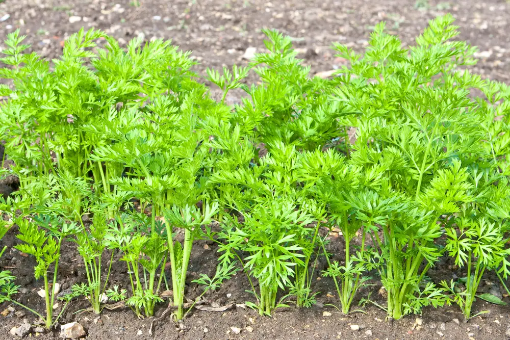 Young carrot plants growing in the soil