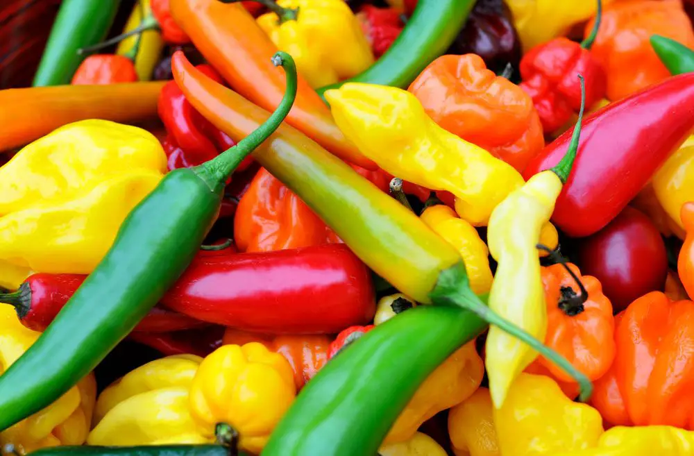 a colorful mix of the freshest and hottest chili peppers