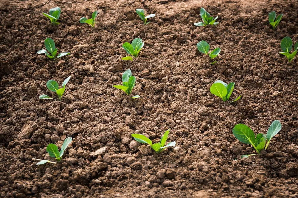 Cabbage Seedlings in Garden.