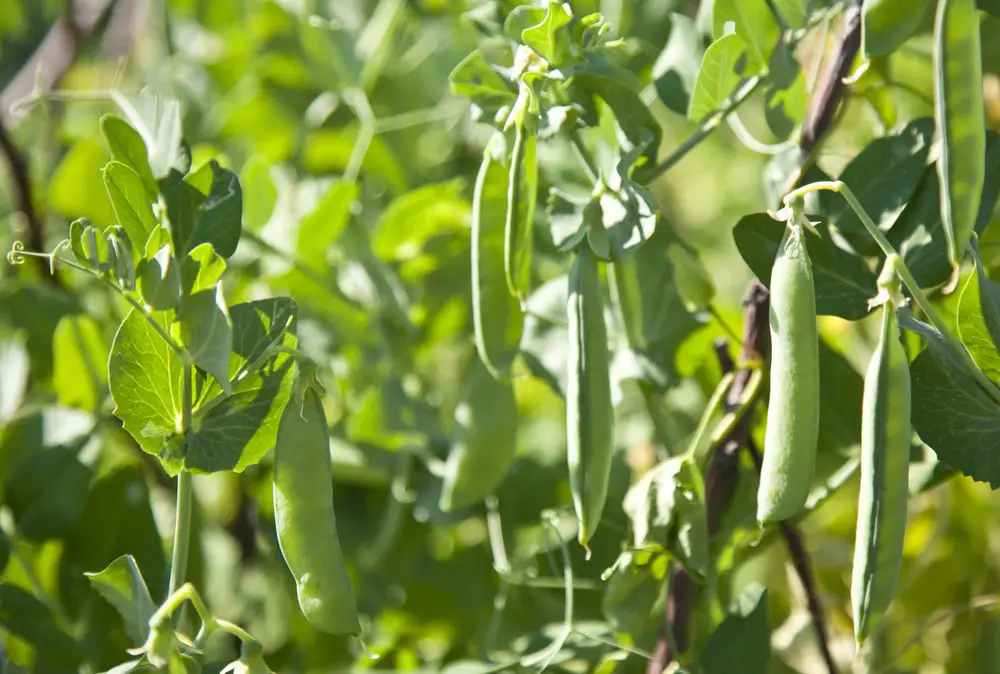 fresh bean plant growing in the garden ready to harvest