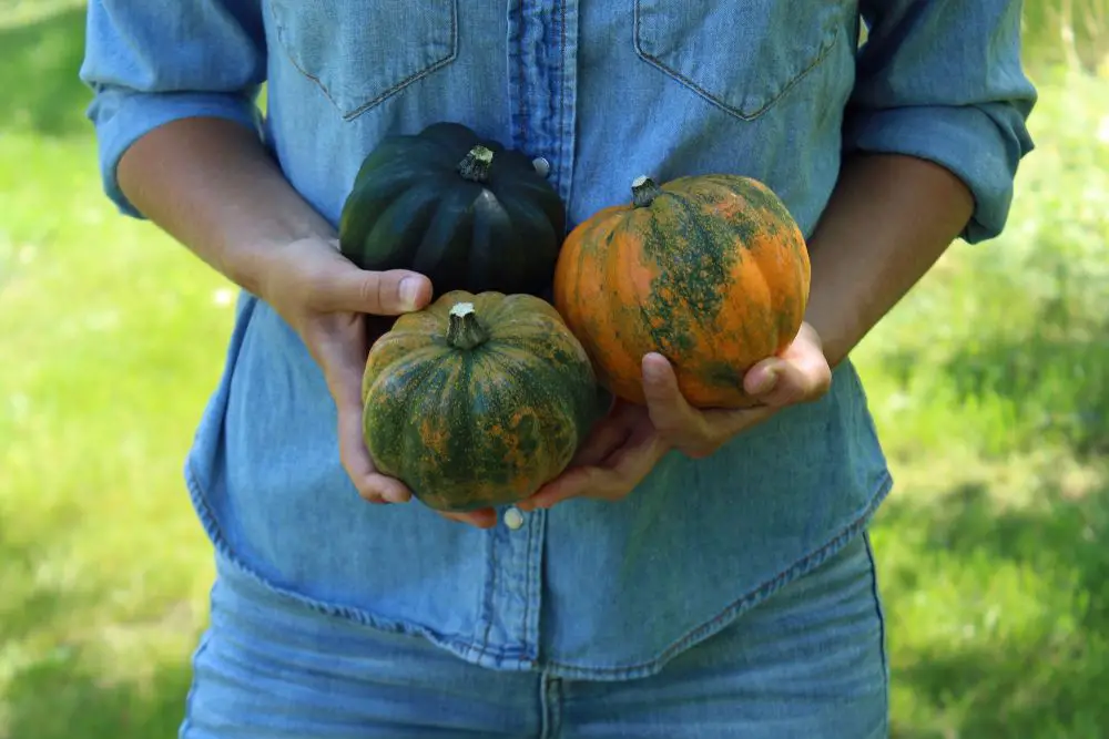 freshly harvested squash